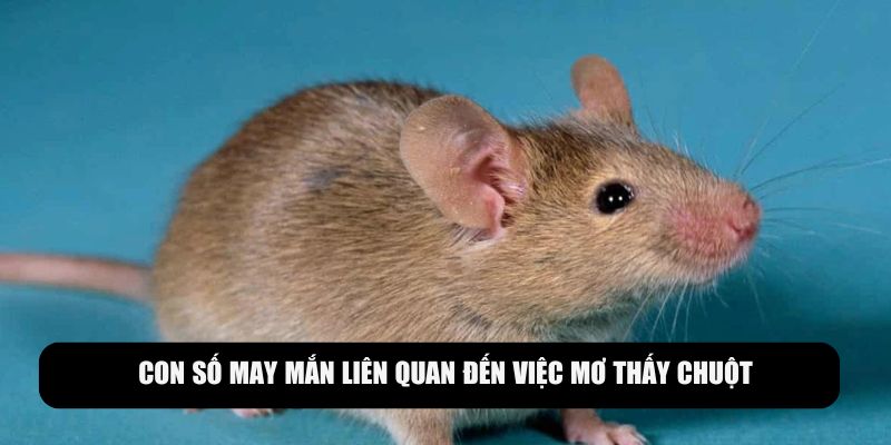 Con số may mắn liên quan đến giấc mộng gặp chuột