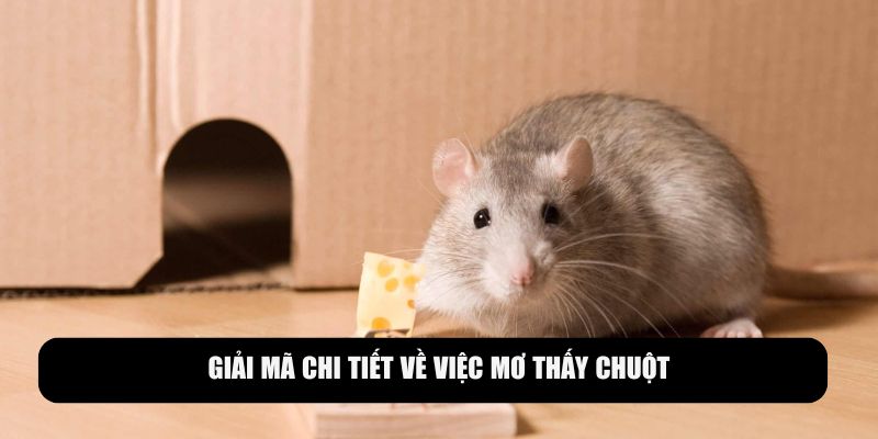 Giải mã về việc mơ thấy chuột